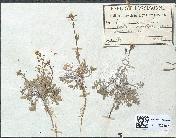 spécimen de Vella annua