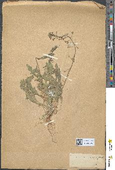 spécimen de Capsella bursa-pastoris