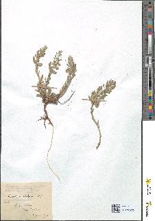 spécimen de Lepidium hirtum
