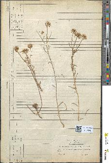 spécimen de Iberis pinnata