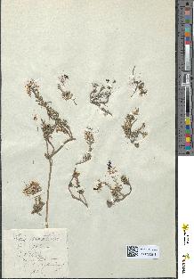 spécimen de Iberis saxatilis