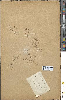 spécimen de Hutchinsia petraea