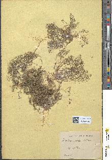 spécimen de Hutchinsia petraea