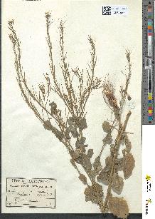 spécimen de Barbarea vulgaris