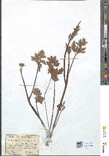 spécimen de Ranunculus repens