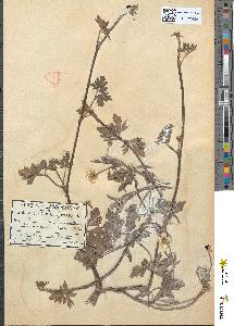 spécimen de Ranunculus repens