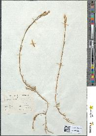spécimen de Dianthus deltoides
