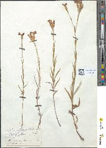 spécimen de Dianthus deltoides