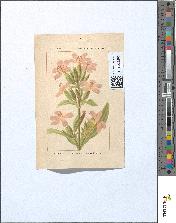 spécimen de Saponaria ocymoides