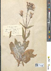 spécimen de Saponaria officinalis