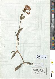 spécimen de Saponaria officinalis