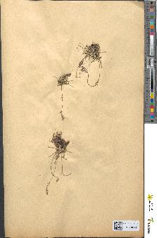 spécimen de Silene ciliata