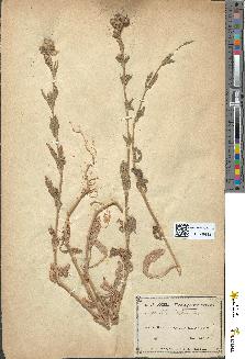 spécimen de Silene hispida