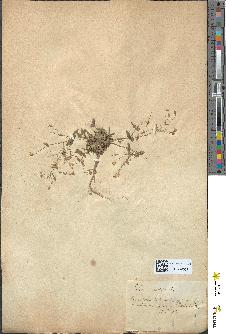 spécimen de Silene rupestris