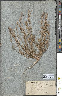 spécimen de Silene mellifera