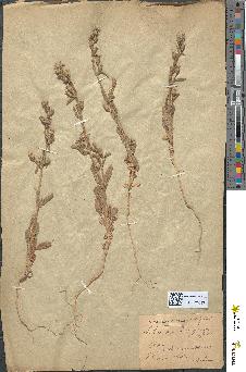 spécimen de Silene nicaeensis