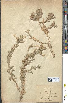 spécimen de Silene nicaeensis