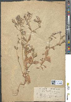 spécimen de Silene nicaeensis