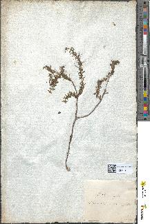spécimen de Genista anglica