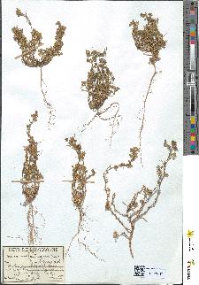 spécimen de Medicago littoralis