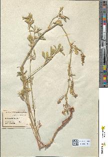 spécimen de Medicago sativa