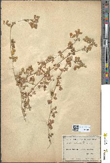 spécimen de Medicago tribuloides