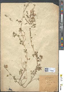 spécimen de Medicago littoralis