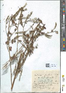 spécimen de Melilotus alba