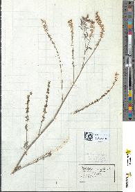 spécimen de Melilotus alba