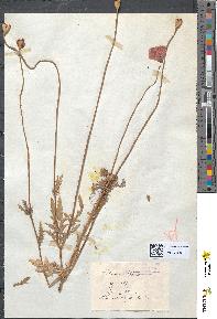 spécimen de Papaver rhoeas