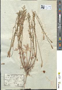 spécimen de Papaver argemone
