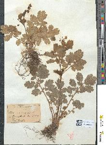 spécimen de Chelidonium majus