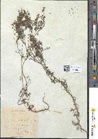 spécimen de Fumaria vaillantii