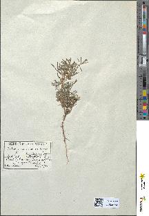 spécimen de Lupinus reticulatus