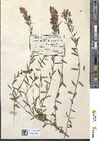 spécimen de Genista tinctoria
