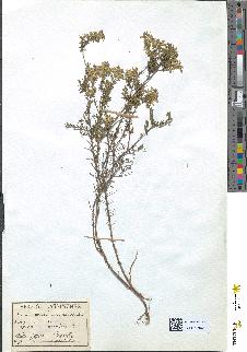 spécimen de Genista anglica