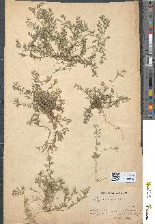 spécimen de Polygala vulgaris