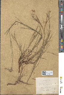 spécimen de Dianthus armeria