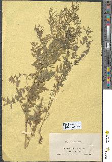 spécimen de Cardamine hirsuta