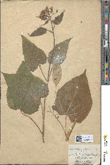 spécimen de Lunaria rediviva