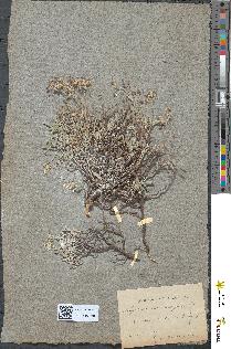 spécimen de Alyssum macrocarpum