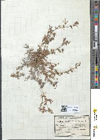 spécimen de Ornithopus perpusillus