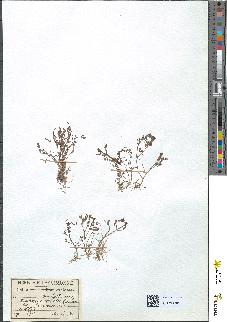 spécimen de Ornithopus ebracteatus
