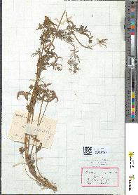 spécimen de Ornithopus compressus