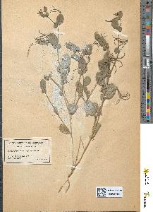 spécimen de Coronilla scorpioides