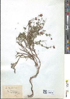 spécimen de Coronilla minima