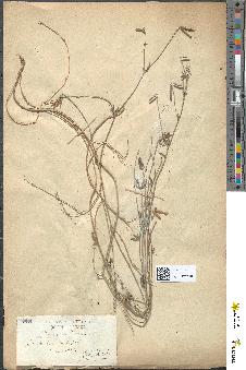 spécimen de Coronilla glauca