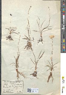 spécimen de Ranunculus gramineus