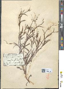 spécimen de Ranunculus flammula