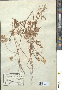 spécimen de Ranunculus bulbosus